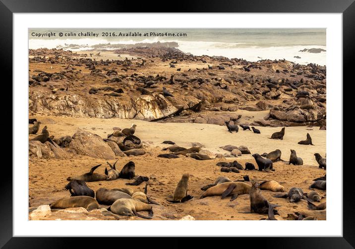 Cape Cross Fur Seals - Namibia Framed Mounted Print by colin chalkley