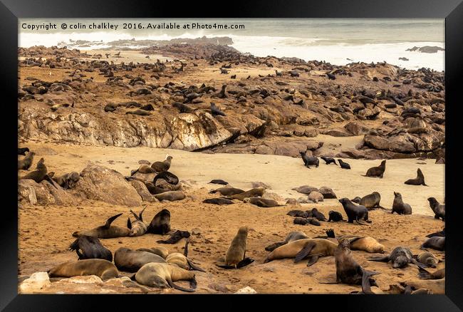 Cape Cross Fur Seals - Namibia Framed Print by colin chalkley
