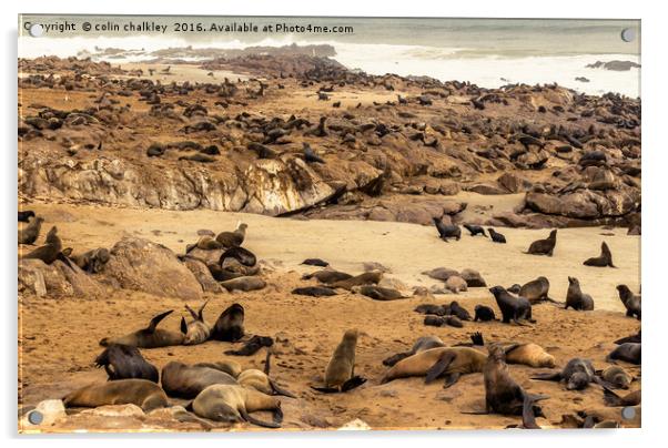 Cape Cross Fur Seals - Namibia Acrylic by colin chalkley