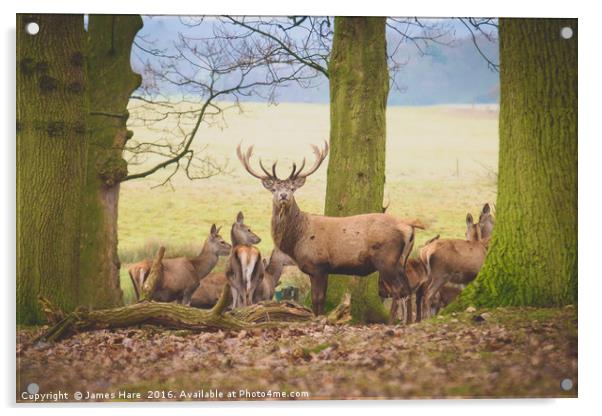 Red Deer Stag Acrylic by James Hare