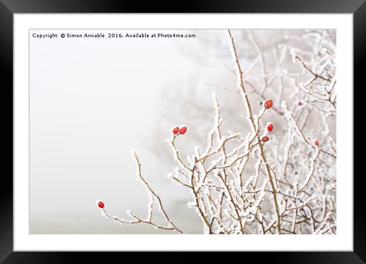 Winter Berries Framed Mounted Print by Simon Annable
