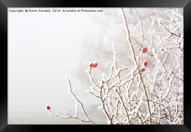 Winter Berries Framed Print by Simon Annable