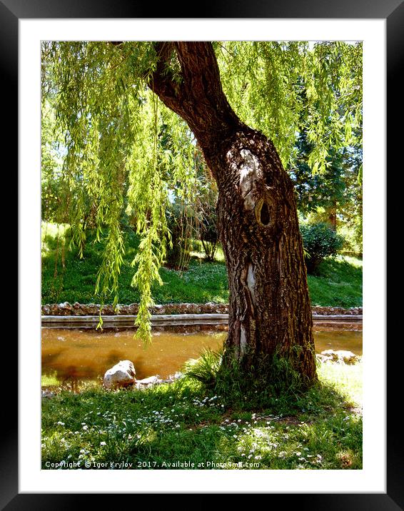 Old willow Framed Mounted Print by Igor Krylov