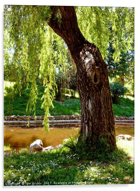 Old willow Acrylic by Igor Krylov
