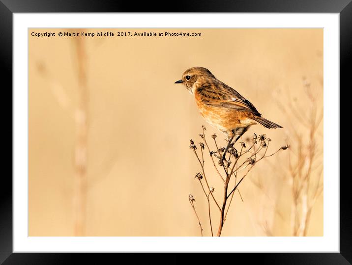 Stonechat 1 Framed Mounted Print by Martin Kemp Wildlife