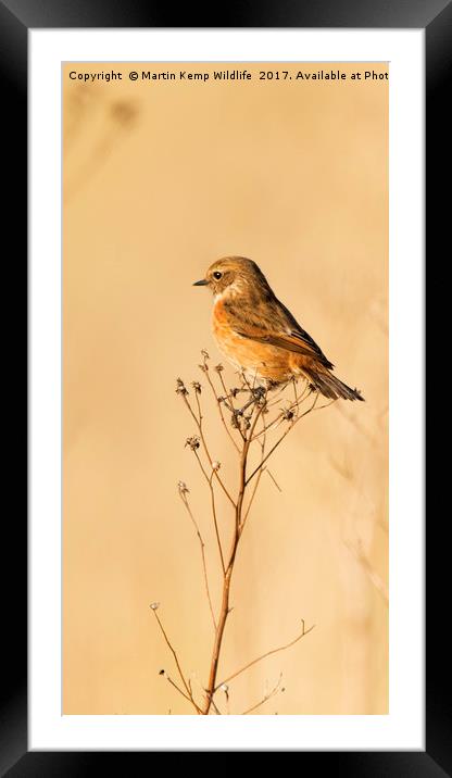 Stonechat 2 Framed Mounted Print by Martin Kemp Wildlife