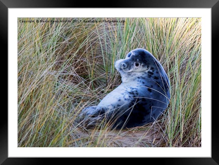 Grey Seal Pup Framed Mounted Print by Martin Kemp Wildlife