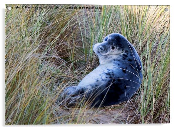 Grey Seal Pup Acrylic by Martin Kemp Wildlife