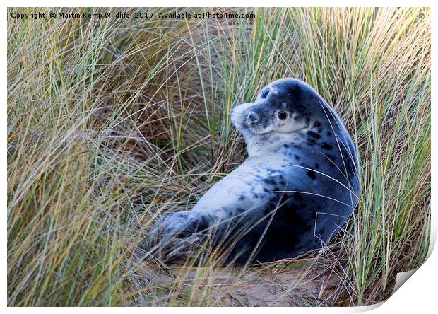Grey Seal Pup Print by Martin Kemp Wildlife