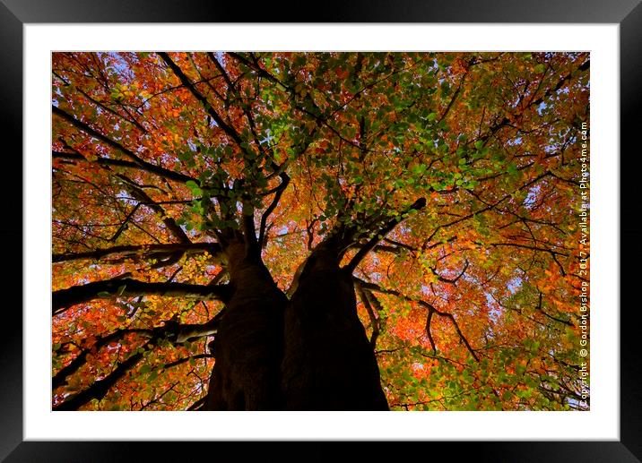 Autumn Framed Mounted Print by Gordon Bishop