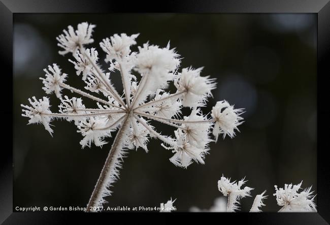 Ice plants Framed Print by Gordon Bishop