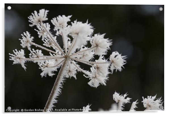 Ice plants Acrylic by Gordon Bishop