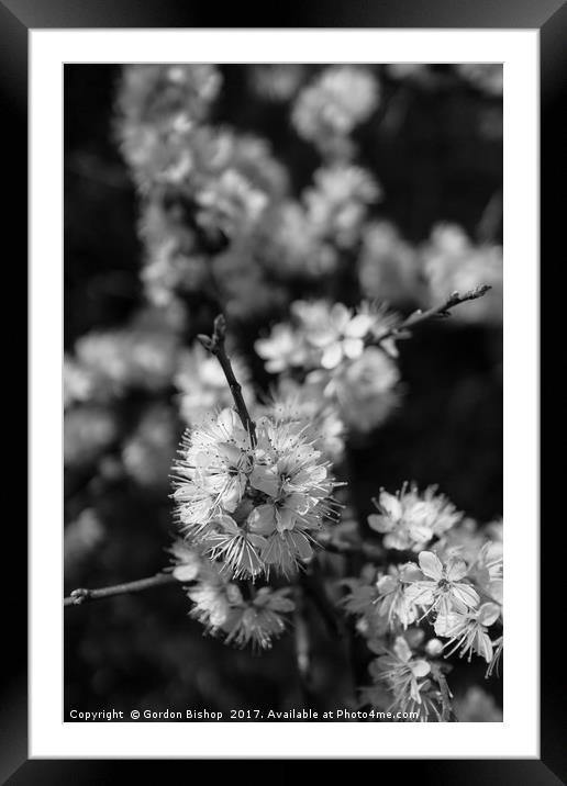 Black and White blossom Framed Mounted Print by Gordon Bishop