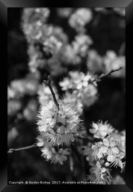 Black and White blossom Framed Print by Gordon Bishop