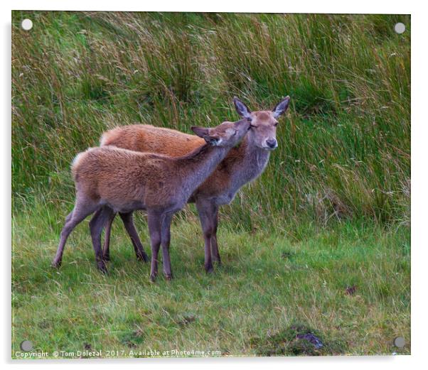 Highland affection Acrylic by Tom Dolezal