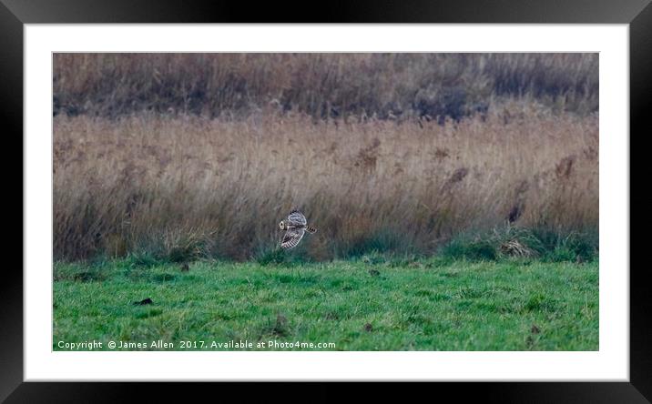 Short Eared Owl On The Hunt  Framed Mounted Print by James Allen
