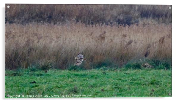 Short Eared Owl On The Hunt  Acrylic by James Allen