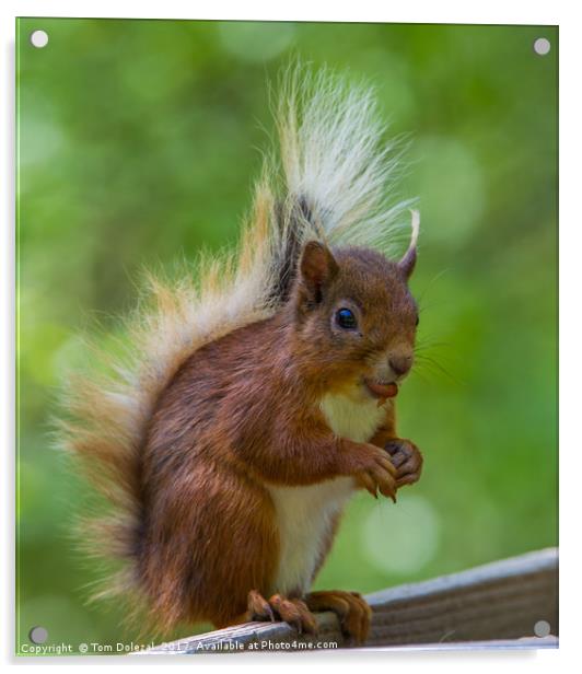 Feeding Red Squirrel Acrylic by Tom Dolezal