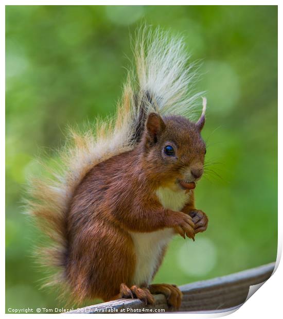 Feeding Red Squirrel Print by Tom Dolezal