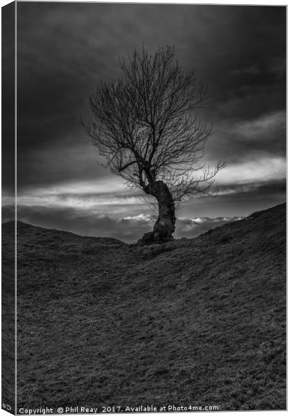 Lone Tree Canvas Print by Phil Reay