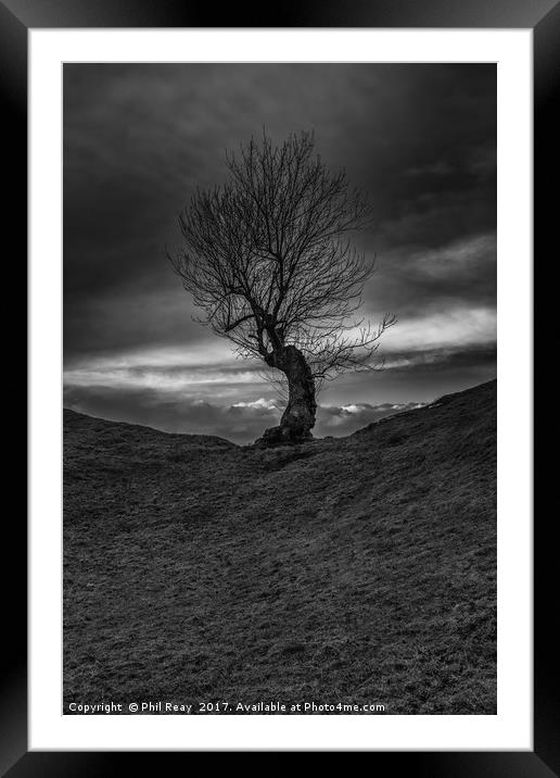 Lone Tree Framed Mounted Print by Phil Reay