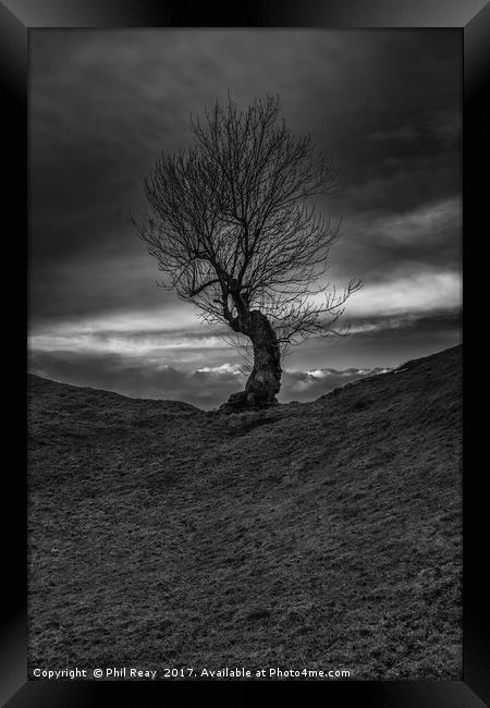 Lone Tree Framed Print by Phil Reay