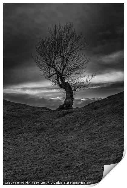 Lone Tree Print by Phil Reay