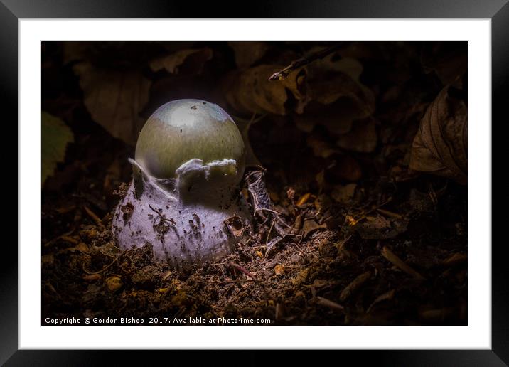 Grow a Mushroom  Framed Mounted Print by Gordon Bishop