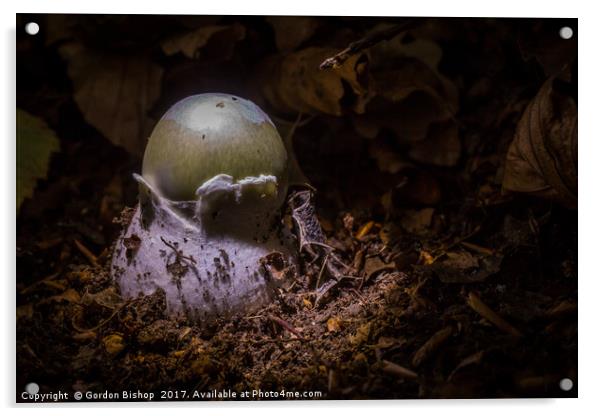 Grow a Mushroom  Acrylic by Gordon Bishop