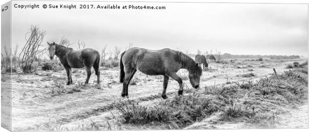 New Forest Ponies in monochrome Canvas Print by Sue Knight