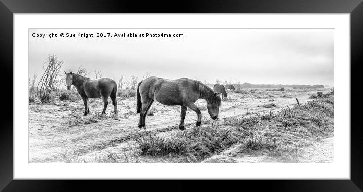 New Forest Ponies in monochrome Framed Mounted Print by Sue Knight