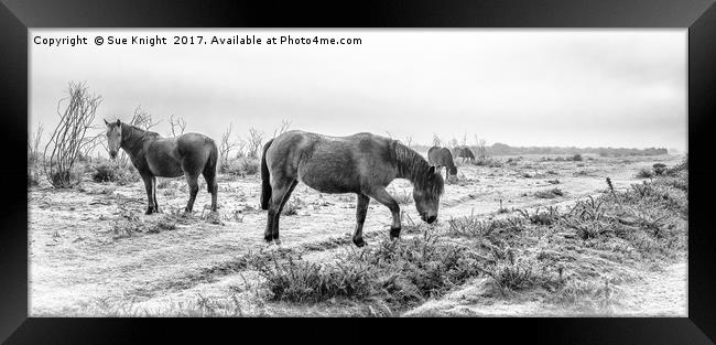 New Forest Ponies in monochrome Framed Print by Sue Knight