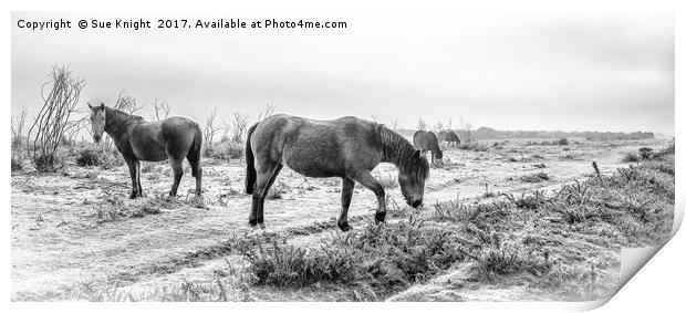 New Forest Ponies in monochrome Print by Sue Knight