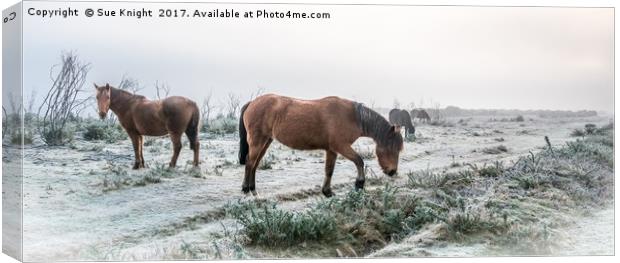 New Forest Ponies on frosty heath land  Canvas Print by Sue Knight