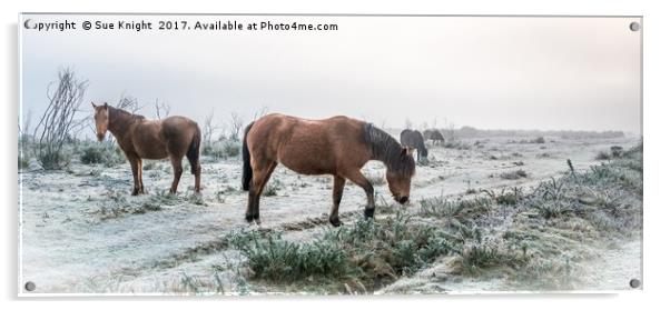 New Forest Ponies on frosty heath land  Acrylic by Sue Knight