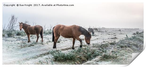 New Forest Ponies on frosty heath land  Print by Sue Knight