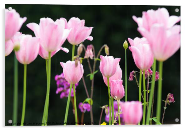 Tulip Garden Acrylic by Lee Watson