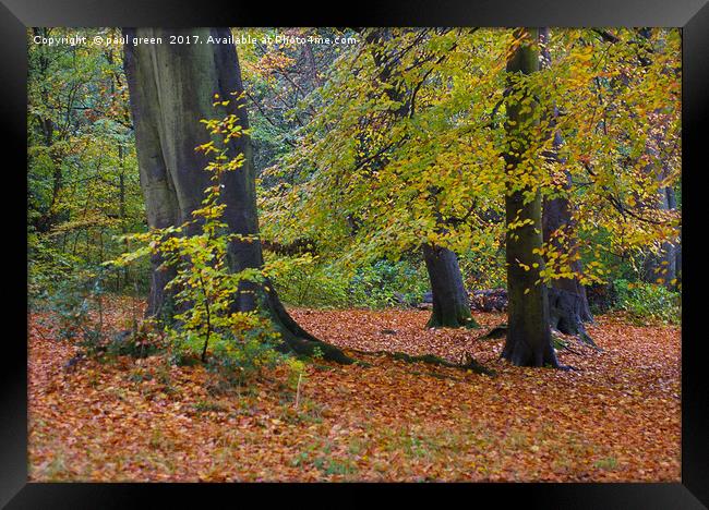 Trees in Autumn  Framed Print by paul green