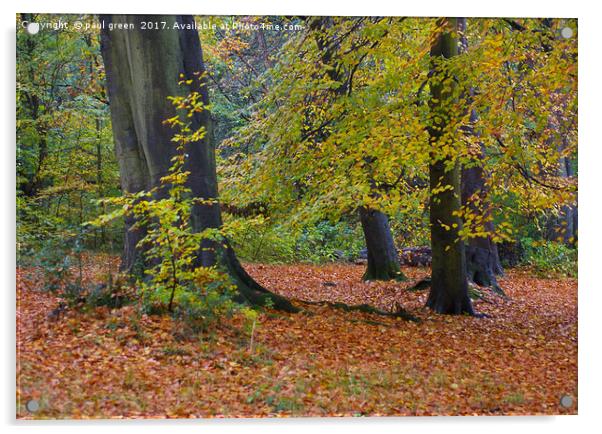 Trees in Autumn  Acrylic by paul green