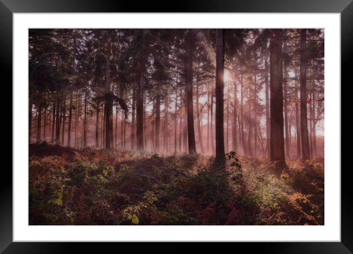 Forest Dawn Framed Mounted Print by Ceri Jones