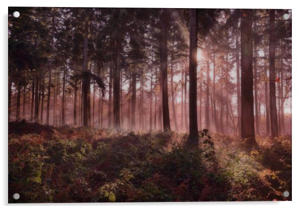 Forest Dawn Acrylic by Ceri Jones