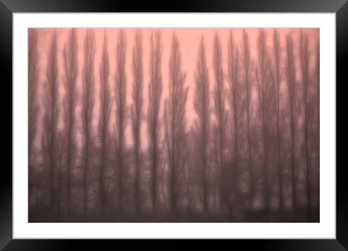 Trees in the Mist Framed Mounted Print by Ceri Jones