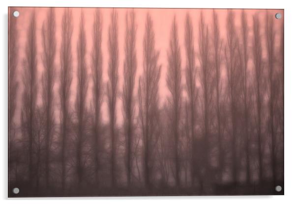 Trees in the Mist Acrylic by Ceri Jones