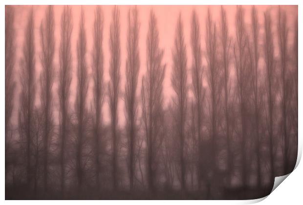 Trees in the Mist Print by Ceri Jones