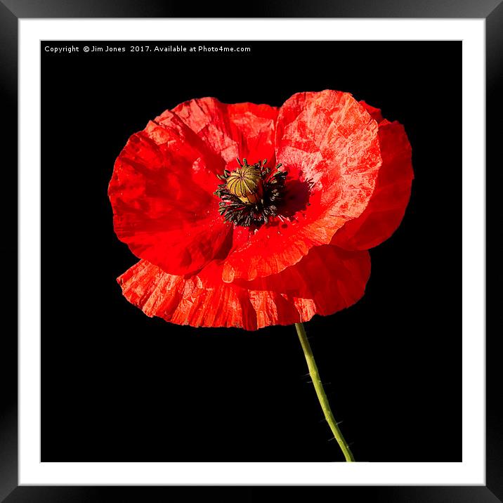 Remembrance Poppy Framed Mounted Print by Jim Jones