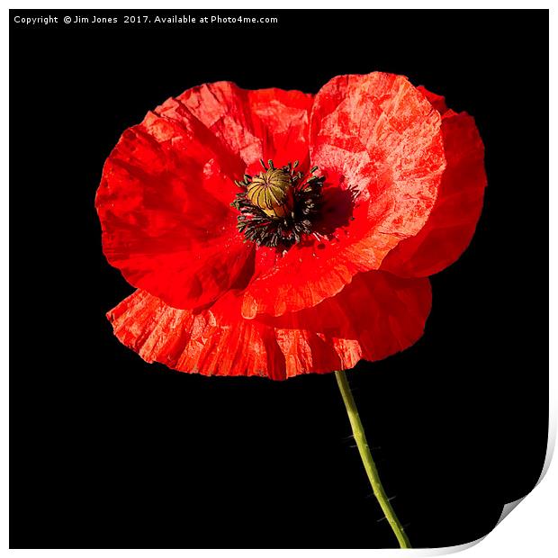 Remembrance Poppy Print by Jim Jones