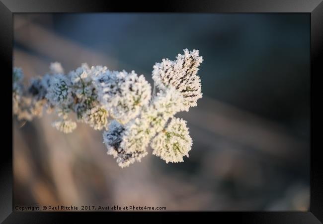 Frozen plant at sunrise Framed Print by Paul Ritchie