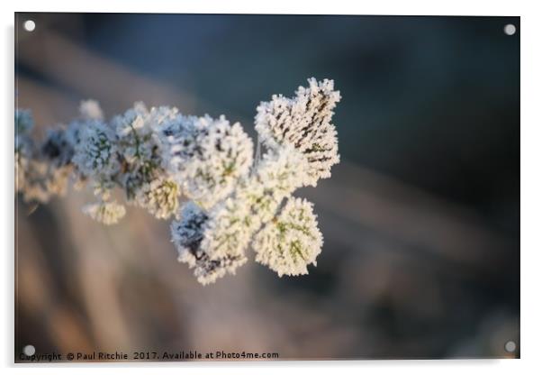 Frozen plant at sunrise Acrylic by Paul Ritchie