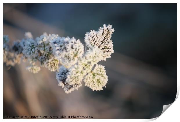 Frozen plant at sunrise Print by Paul Ritchie