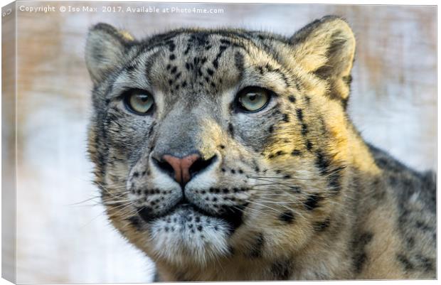 The Snow Leopard Canvas Print by The Tog
